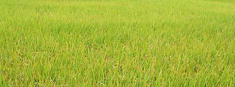 農特產品-稻米