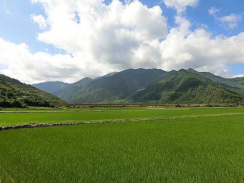 初來大橋旁綠油油的稻田 初來大橋旁綠油油的稻田