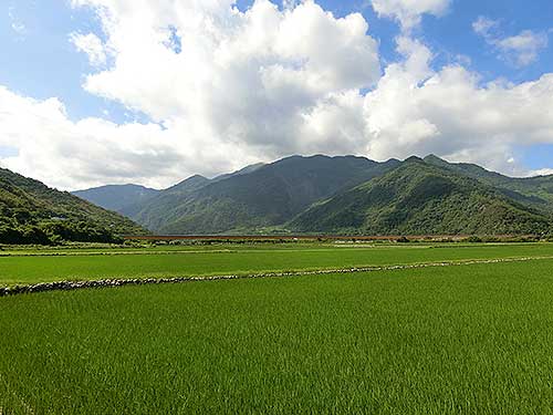 初來大橋旁綠油油的稻田