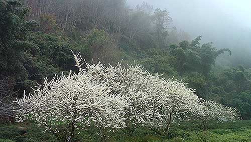 海端鄉美麗的風景