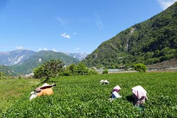 海端鄉利稻茶葉產銷班第 1 班 茶園與採收