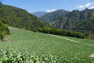 關山鎮蔬菜產銷班第 5 班 寬廣的蔬菜園