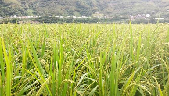 池上鄉稻米產銷班第19班 稻田