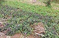海端鄉蔬菜產銷班第 1 班 蔬果園